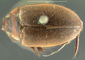Media type: image; Entomology 26415   Aspect: habitus dorsal view